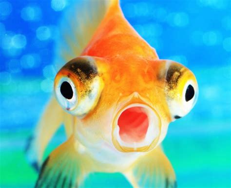 金魚 生命力|金魚の生命力を高める5つの方法：長生きの秘訣とは？ 